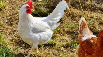 سعر الفراخ الجمعة 28 نوفمبر 2025 يشهد تحركات قوية في السوق